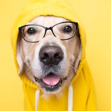 a-dog-in-a-yellow-jacket-with-a-hood-and-glasses-s-2022-11-10-17-59-41