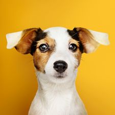 adorable-jack-russell-retriever-puppy-portrait