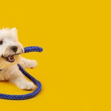 adorable-white-dog-isolated-yellow