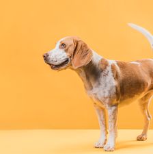 beautiful-dog-standing-front-yellow-wall