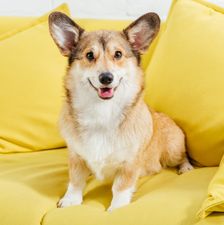 cute-welsh-corgi-dog-sitting-on-yellow-sofa-and-lo-2022-12-16-18-26-00