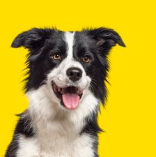 happy-border-collie-dog-panting-on-yellow-backgrou-2022-08-26-14-17-23