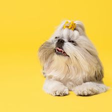 shih-tzu-puppy-wearing-orange-bow-cute-doggy-pet-is-lying-isolated-yel