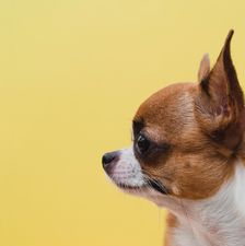 sideways-dog-portrait-looking-away-yellow-background