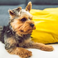the-yorkshire-terrier-lying-on-a-couch-sofa-smal-2021-08-28-15-52-46-u